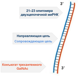 Строение инклизирана