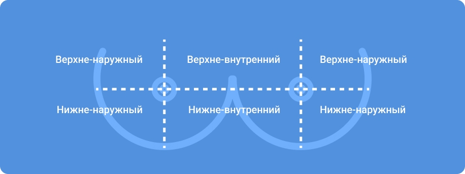 Строение молочных желез