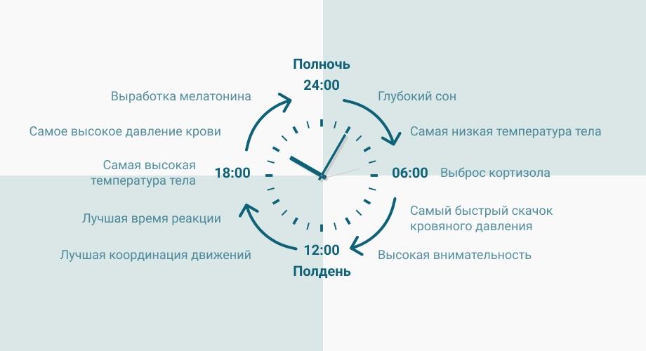 Циркадные ритмы