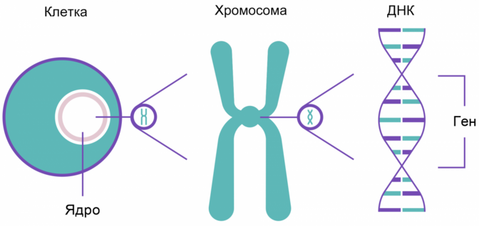 Схема