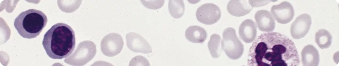 banner (4).png