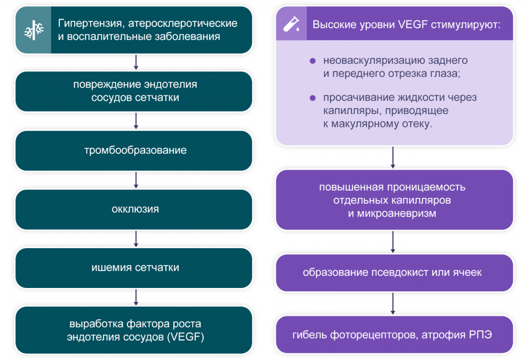 Рисунок 2. Патофизиологические процессы, приводящие к ОВС и сопровождающие ее