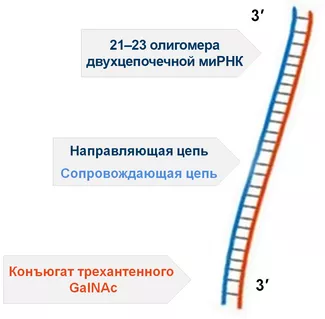 Строение инклизирана