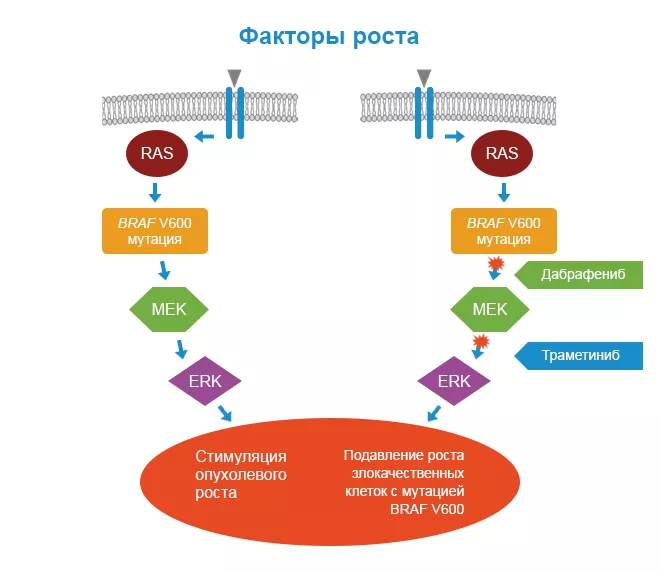 Факторы роста