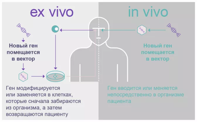 Существует два способа проведения генной терапии
